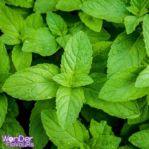 Peppermint SC - Wonder Flavours