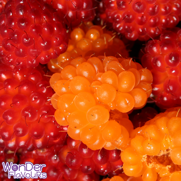 Alaskan Berries SC - Wonder Flavours