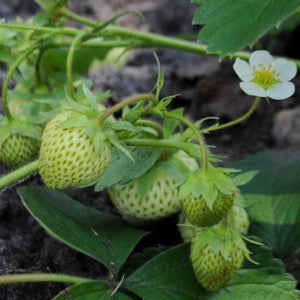 Fraise Verte - Saveur Artisanale