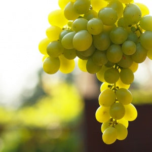 White Grape - Craft Flavour