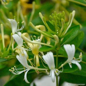 Honeysuckle - TFA