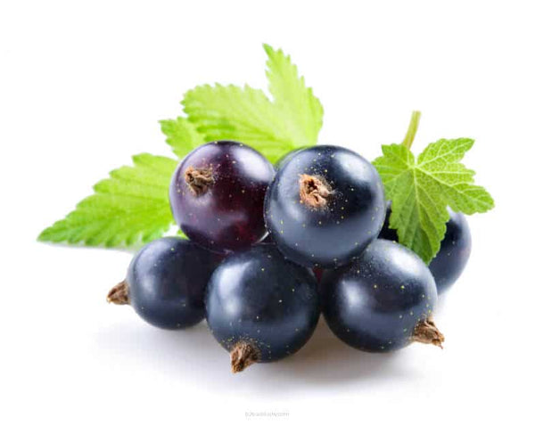 Blackcurrant - Super Aromas