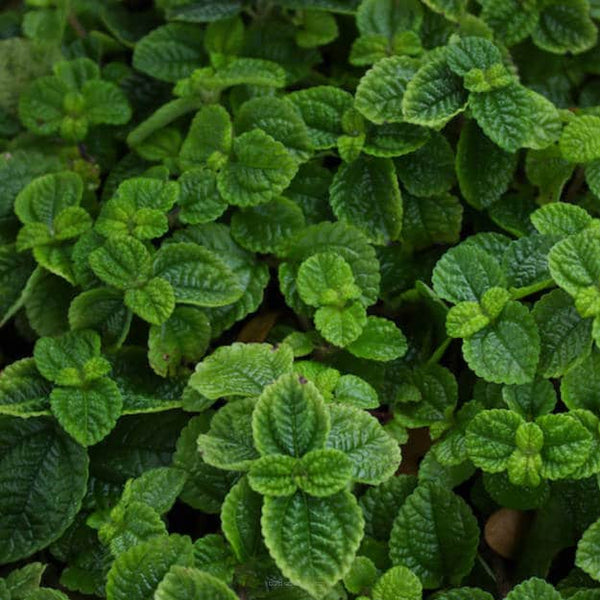 Garden Mint - Super Aromas