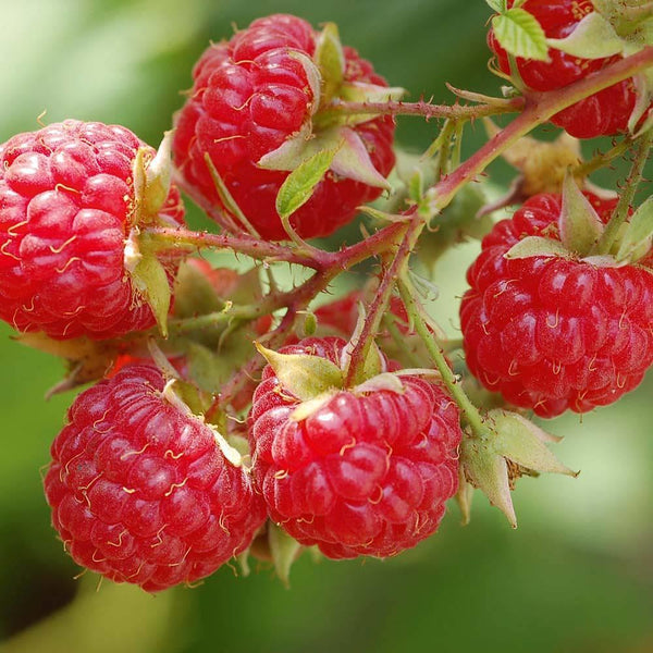 Raspberry Sweet - TFA